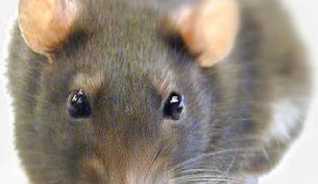 Leptospirosis: confirmaron varios casos 