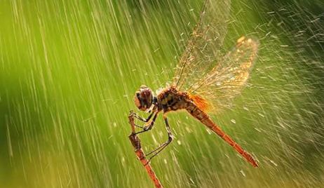 Datos de lluvia 