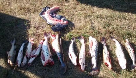 Decomiso de un yacaré y varias especies ictícolas