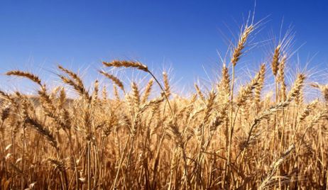Trigo: la siembra arranca con poco ánimo y área reducida