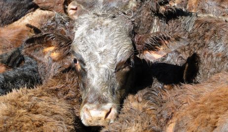 Operativo y Secuestro de animales vacunos