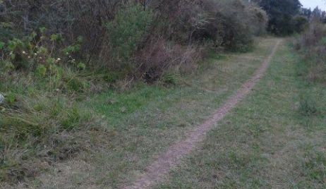 Pedido de vecino por falta de desmalezamiento y acceso de entrada 
