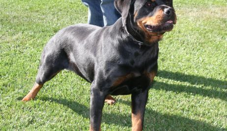 Un perro de raza rottweiler atacó y mató a una beba en la zona oeste de Rosario