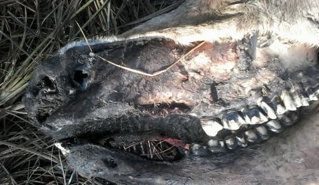 ¿Chupacabras? ¿Ovni? Misterio en Calchaquí: aparece vaca mutilada