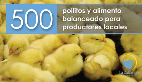 La  Gallareta: SE ENTREGARON 500 POLLITOS Y ALIMENTO BALANCEADO PARA PRODUCTORES LOCALES