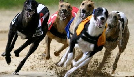 Carreras de galgos, allanamiento y quema de una casa perteneciente al denunciante