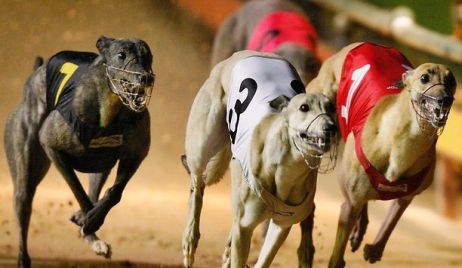Como fue el operativo policial en la carrera clandestina de Galgos