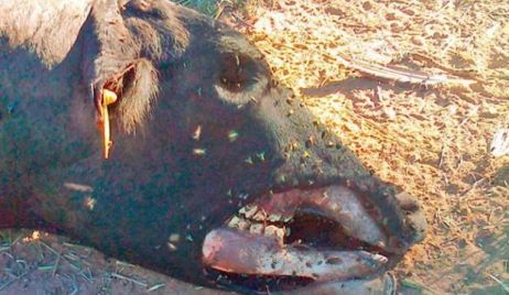 Lanteri:  Aparecen vacas mutiladas