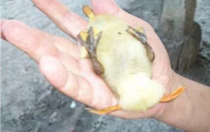 ESTE PATITO SI QUE CORRE RAPIDO