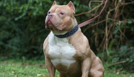 Un pitbull mordió a una nena de cinco años cuando jugaba en el Parque Federal