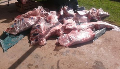 Secuestro de surubíes, dorados y 320 kg de aletas de raya