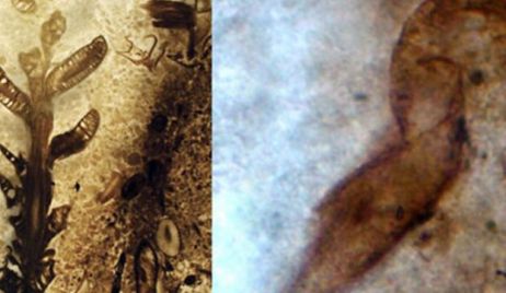 Descubren en Santa Cruz un impresionante yacimiento del período Jurásico