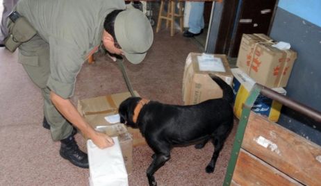 Un perro antidrogas detectó más de 800 kilos de marihuana en Formosa