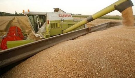 Las ventas de trigo al exterior crecieron más de 100 por ciento