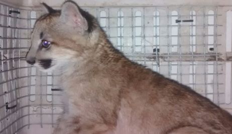 Personal de la Granja “La Esmeralda” rescató a un puma