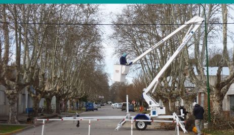 Proponen una nueva Ley provincial de Arbolado Público