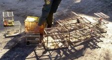 Decomiso de más de 60 aves de distintas especies