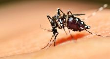 Científicos platenses advierten por variedad más agresiva del mosquito del dengue
