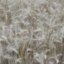 Trigo: rendimientos y calidad en baja