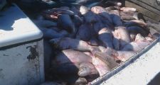 Secuestro de 300 Kg de carne vacuna y 2100 sábalos