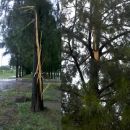 URGENTE: Temporal causo serios daños en varios sectores de la ciudad de Reconquista