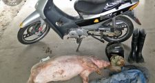 Diversos Procedimientos llevados a cabo este fin de semana por Personal de “Los Pumas”