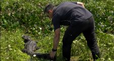 LIBERARON EN RECONQUISTA A UN YACARÉ NEGRO RESCATADO EN LA LAGUNA SETÚBAL