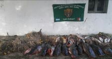 Parte de prensa de la Guardia Rural