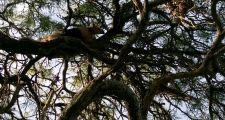 Oso Melero fue devuelto a su hábitat natural.