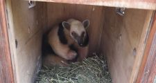 Se liberó un oso melero en su hábitat
