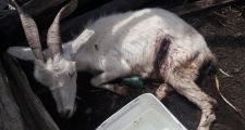 Varios procedimientos realizados por Personal de La Guardia Rural “Los Pumas