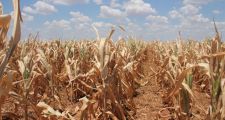 Diputados Nacionales de Cambiemos pidieron al gobernador Miguel Lifschitz que declare la Emergencia Agropecuaria por la sequía
