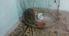 Secuestro de un gato montés