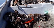 Se decomisaron 235 patos.