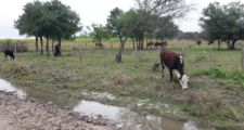 Procedimientos de la Guardia Rural 