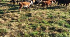 Procedimientos de la Guardia Rural