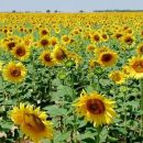 VERA Y EL RENDIMIENTO DE GIRASOL Y MAIZ