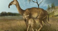 HALLAN FÓSILES DE UN ANIMAL DE 40 MIL AÑOS EN EL SUR DE SANTA FE