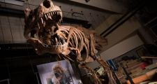 Canadá: El hallazgo del Tiranosaurio Rex más grande del mundo