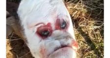 CURIOSIDADES: Nació un ternero con rostro