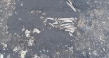 ¿Son restos óseos?