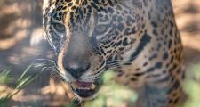 AUMENTO POBLACIONAL DEL YAGUARETÉ EN EL PARQUE NACIONAL IGUAZÚ
