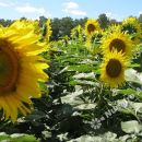 En Santa Fe, el girasol “no rinde lo que se esperaba”