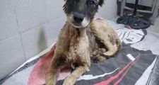 Proyecto 4 patas: Rescataron a 