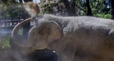 La increíble historia de la elefanta Mara y los preparativos para su traslado a Brasil