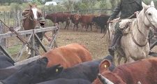 Procedimientos de la Guardia Rural