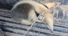 Vecino encontró en su vivienda un oso melero