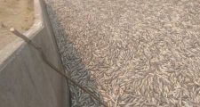Formosa: Millones de peces muertos en el Bañado la Estrella