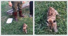 San Guillermo: Se encontró un cachorro de puma abandonado