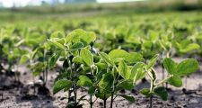 Las lluvias permitieron siembra récord de soja en siete días